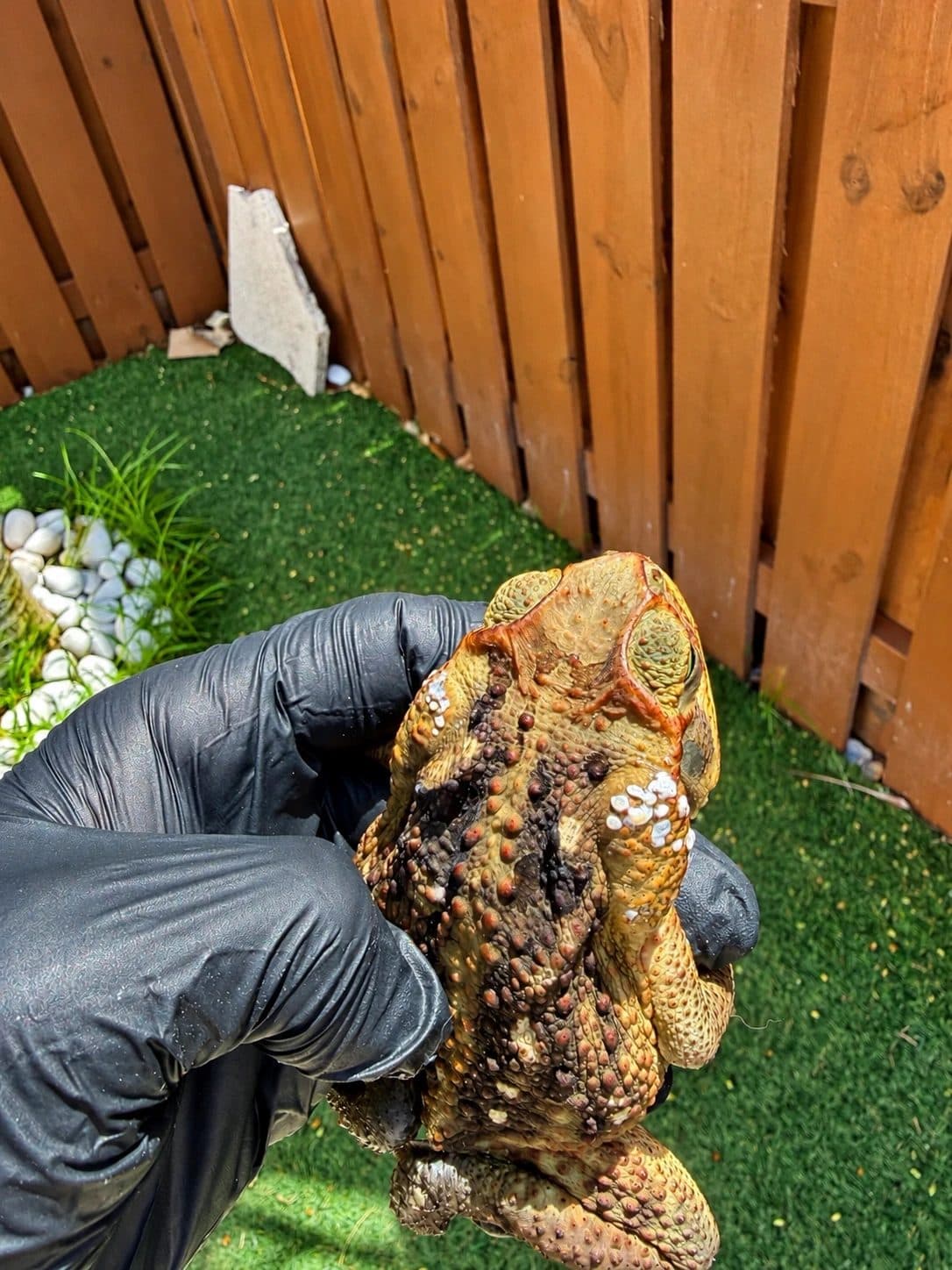 A Toad Shield technician in gloves holding a cane toad removed from a South Florida backyard